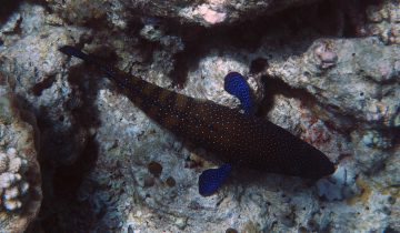 Cephalopholis_argus