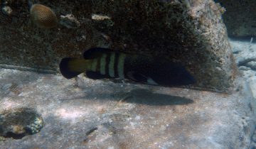 Cephalopholis_argus