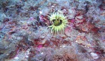 Cerianthus_membranaceus