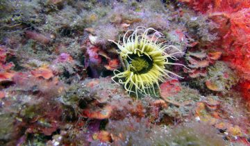 Cerianthus_membranaceus