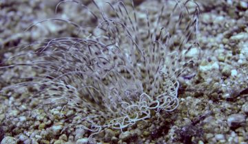 Cerianthus_membranaceus