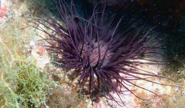 Cerianthus_membranaceus