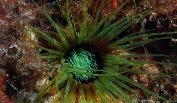 Cerianthus_membranaceus