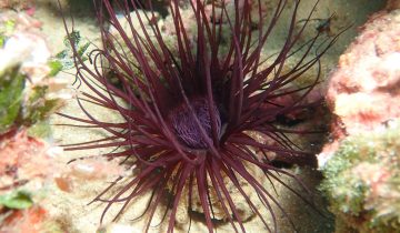 Cerianthus_membranaceus