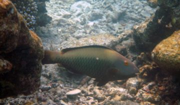 Cetoscarus_bicolor