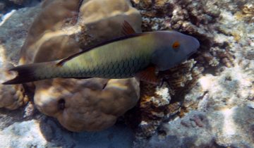 Cetoscarus_bicolor