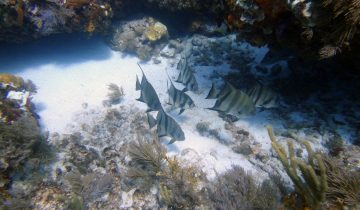 Chaetodipterus_faber