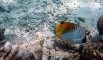 Chaetodon_auriga