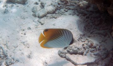 Chaetodon_auriga