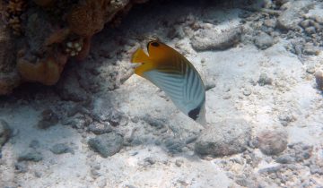 Chaetodon_auriga