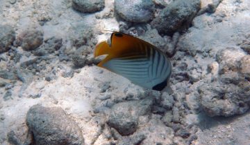 Chaetodon_auriga