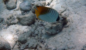 Chaetodon_auriga