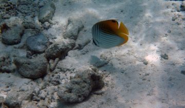 Chaetodon_auriga