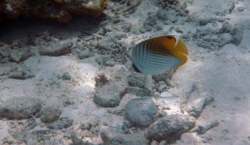 Chaetodon_auriga