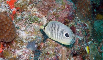 Chaetodon_capistratus