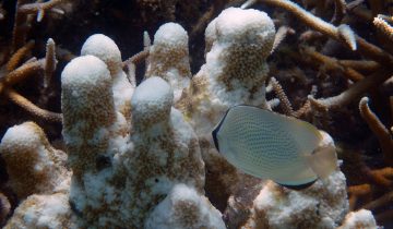 Chaetodon_citrinellus