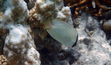 Chaetodon_citrinellus