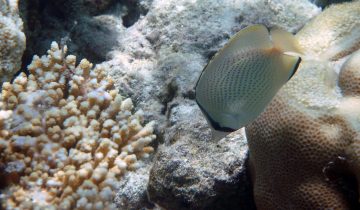 Chaetodon_citrinellus