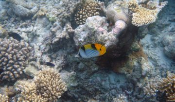 Chaetodon_falcula