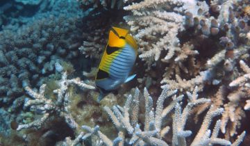 Chaetodon_falcula