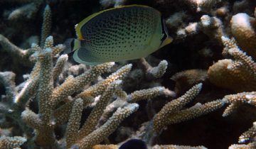 Chaetodon_guttatissimus