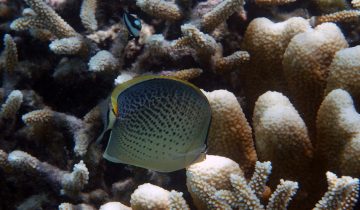 Chaetodon_guttatissimus