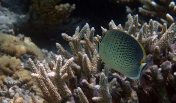 Chaetodon_guttatissimus