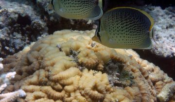 Chaetodon_guttatissimus
