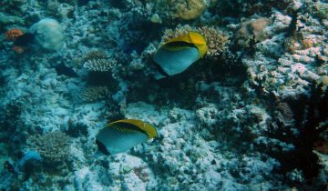 Chaetodon_lineolatus