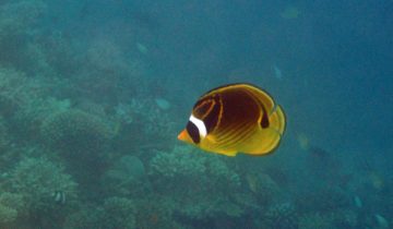 Chaetodon_lunula