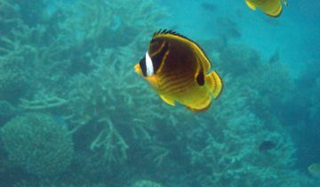 Chaetodon_lunulatus