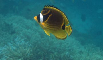 Chaetodon_lunulatus