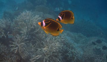 Chaetodon_lunulatus