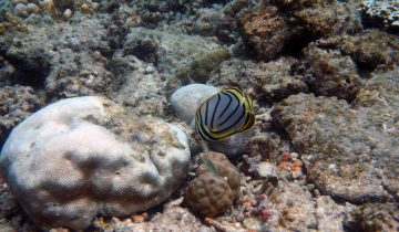 Chaetodon_meyeri