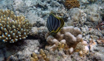 Chaetodon_meyeri