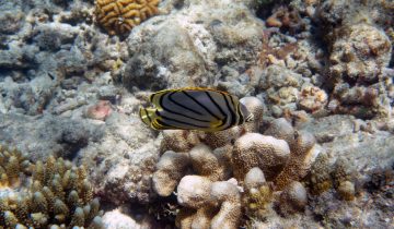 Chaetodon_meyeri