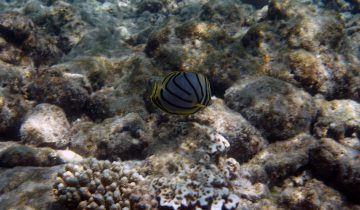 Chaetodon_meyeri