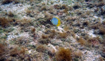 Chaetodon_ocellatus