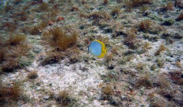 Chaetodon_ocellatus