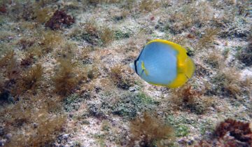 Chaetodon_ocellatus