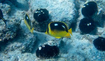 Chaetodon_quadrimaculatus