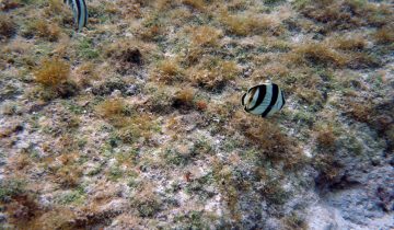 Chaetodon_striatus