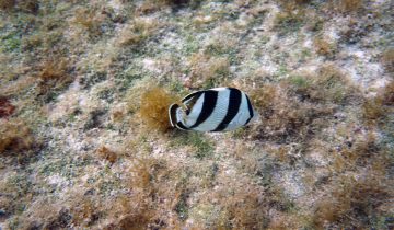 Chaetodon_striatus