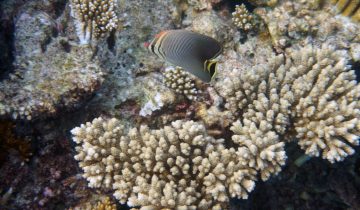 Chaetodon_triangulum