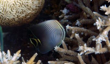 Chaetodon_triangulum