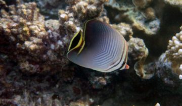 Chaetodon_triangulum
