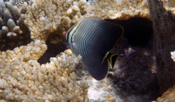 Chaetodon_triangulum