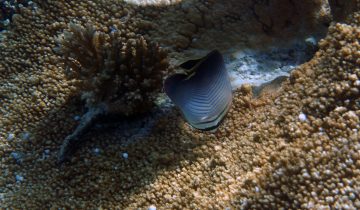 Chaetodon_triangulum