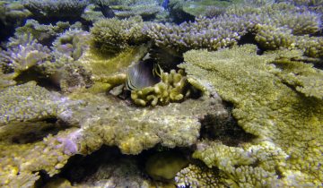 Chaetodon_triangulum