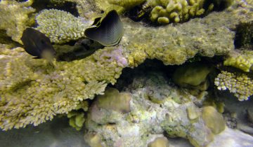 Chaetodon_triangulum
